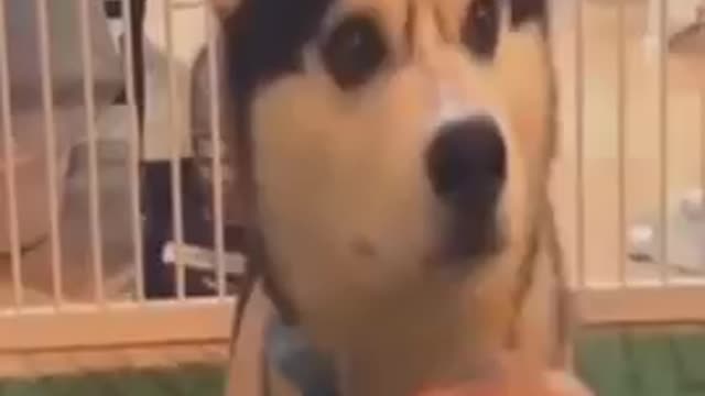 The clever dog