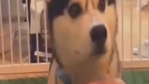 The clever dog