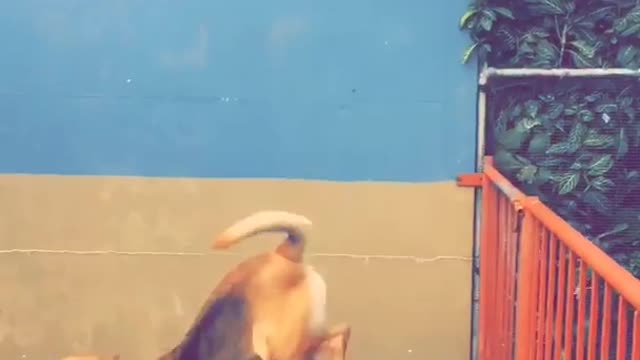 Brown dog jumps over red fence