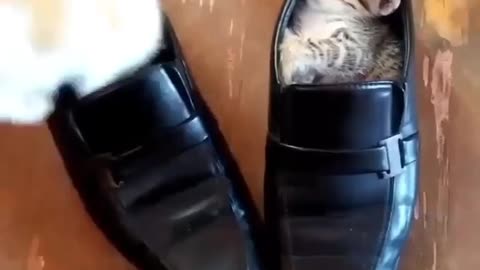 cats funny