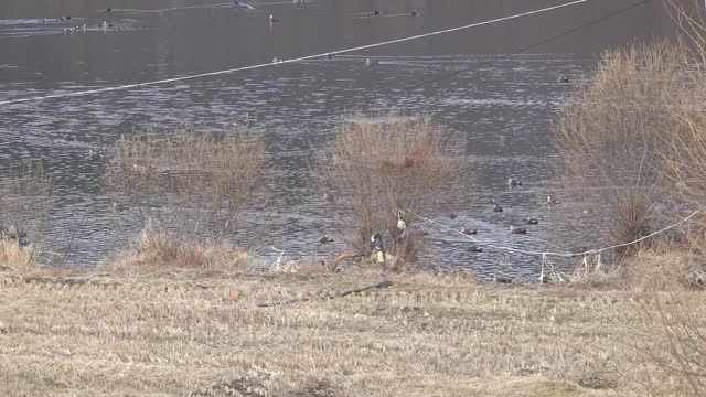 migratory birds floating in the lake 3