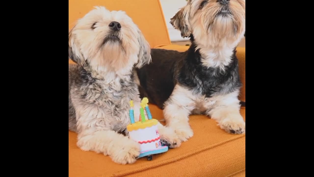 # cute dog