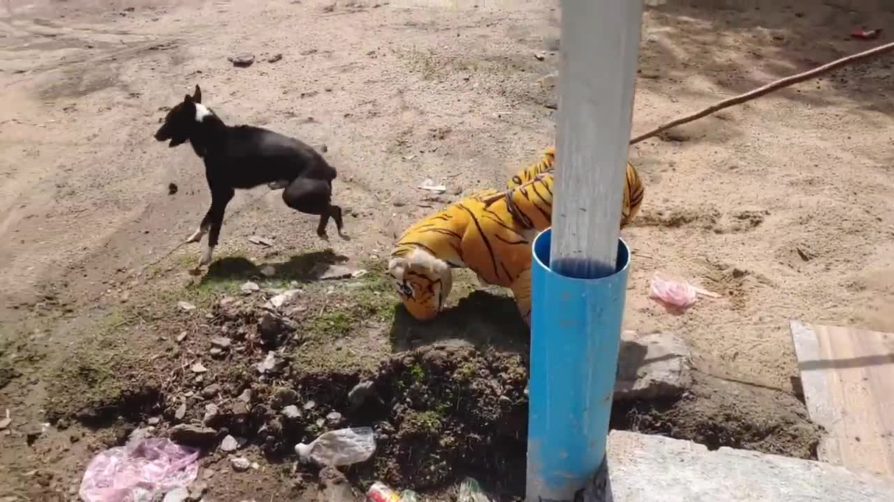 Fake Tiger & Dog