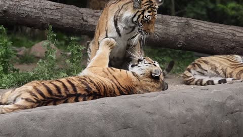 tiger fight