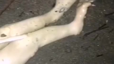 Anyone who know this creature?