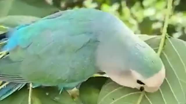 Grey-headed_lovebird._#shots,_#animalshots,_#bird_,.