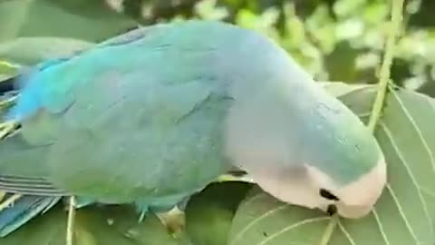 Grey-headed_lovebird._#shots,_#animalshots,_#bird_,.