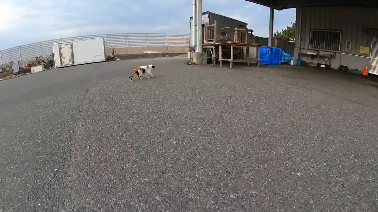 A beard cat came to hunt a wild cat in my work site