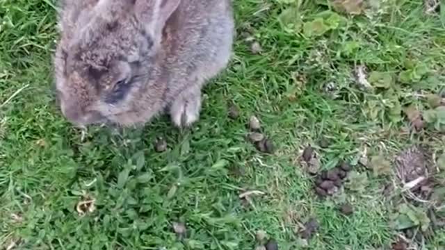 AWW SO CUTE ! Cutest baby animals Videos Compilation Cute moment of the Animals - Cutest Animals # 9