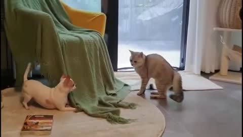 dog and a cat play fighting