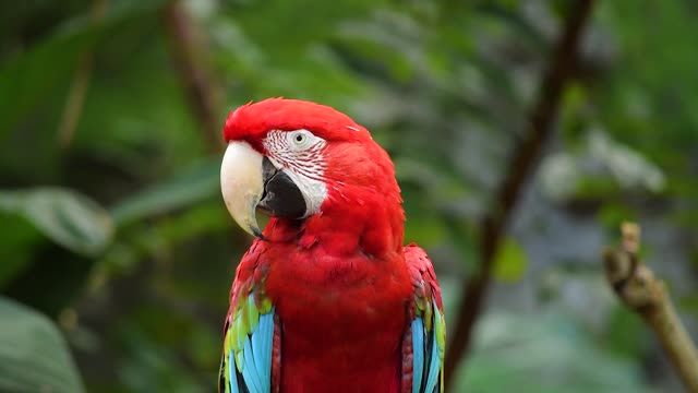 Giant parrot watching lonely slow motion video