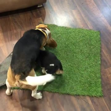 Dogs fighting the mat