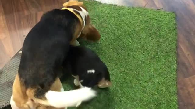 Dogs fighting the mat