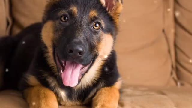 German shepherd ❤️ dog WhatsApp 🔥🔥 status 🔥