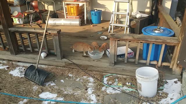 Street cats drinking warm water