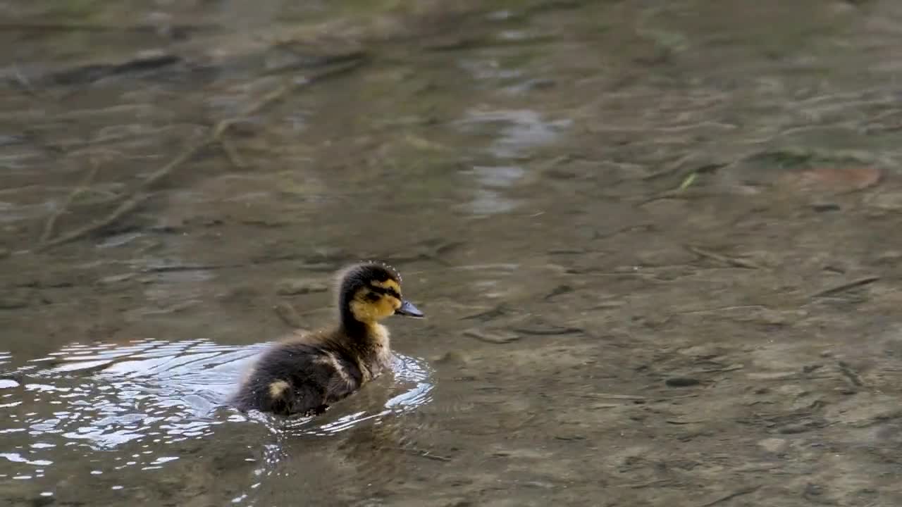 duck-chick-water-bird-plumage-cute