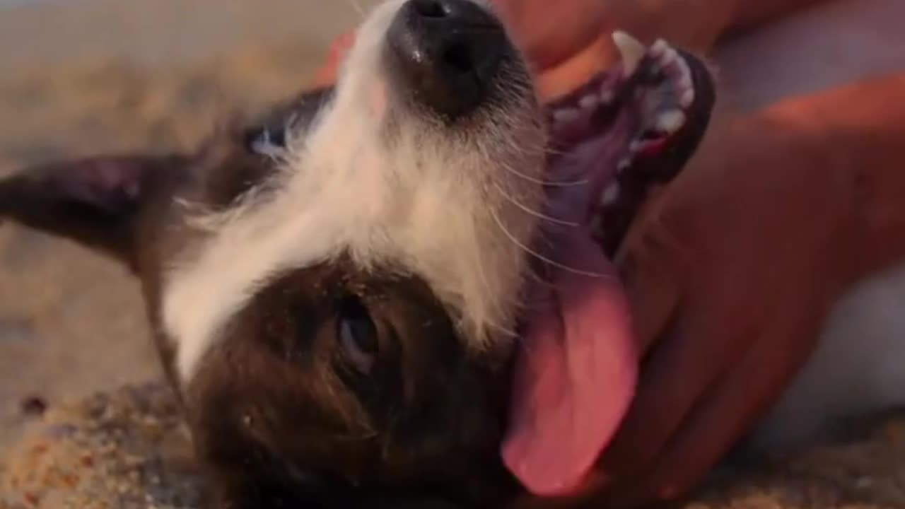 Funny Dog Playing in sand