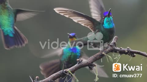 two hummingbirds