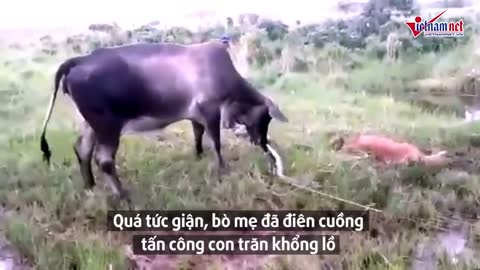 Bò mẹ 'nổi điên' tấn công trăn Anaconda để trả thù cho con