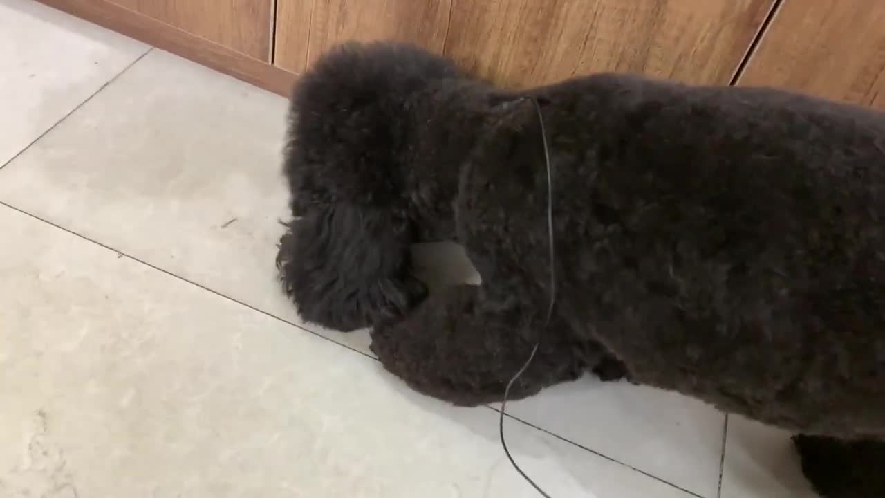 💗Adorable Pets And Funny Animals Compilation #06💗 Pets Garden