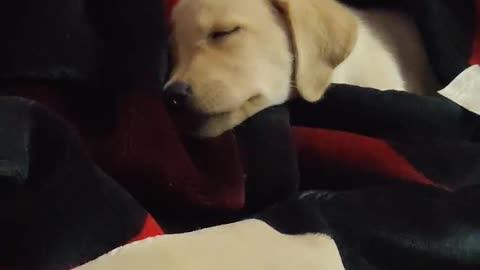 Cute puppy sleeping on whole bed