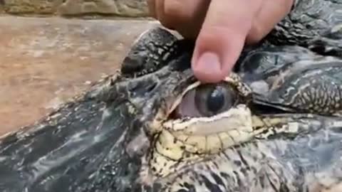 Darth Gator is such a cool animal to educate you all with