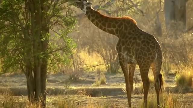 Wildlife Brave Giraffe Kick To Save Baby - Power of LION In The Animal World But FAIL