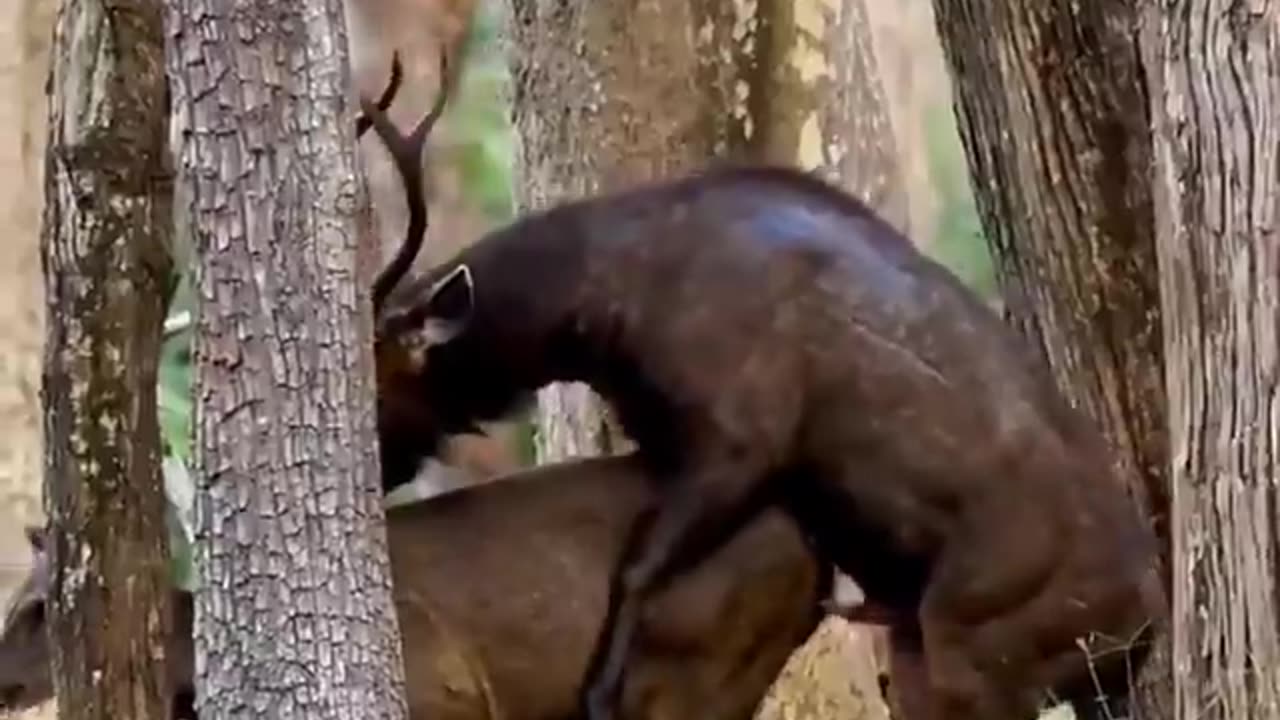 Wildlife in closer view with a natural perspective.