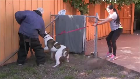 How To Make Dog Become Fully Aggressive With Few Simple Tips