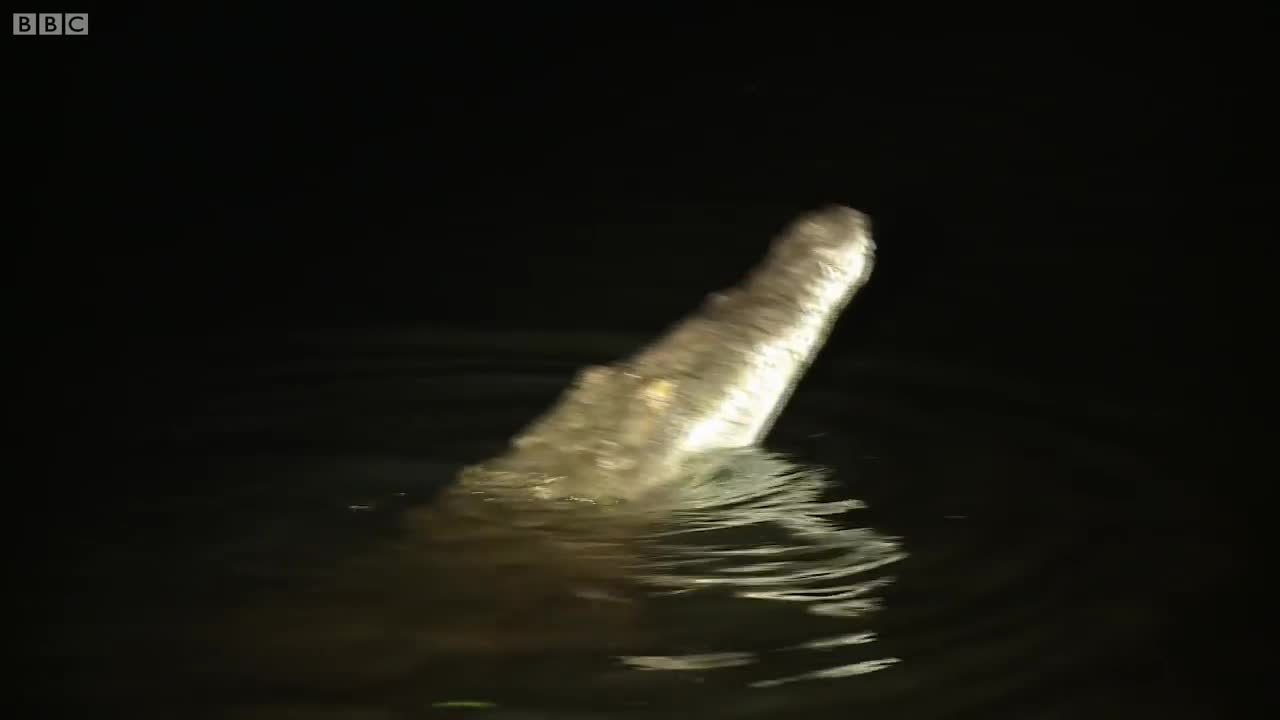 Fishing for Crocs in an Electrical Storm | Deadly 60 | BBC Earth