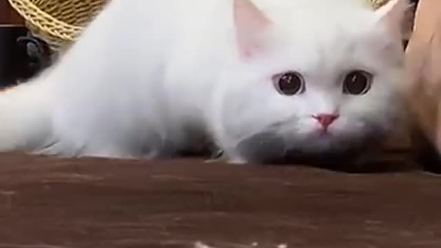 Best Funny Cat Videos Of This Week π Funny Cat Moments π± Super Laugh Time π