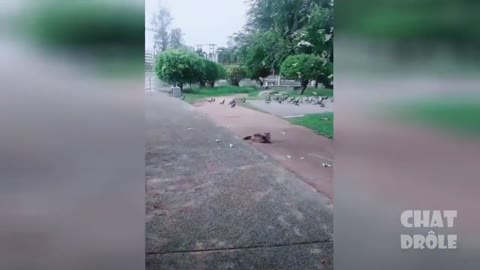 Funny cat playing and having fun