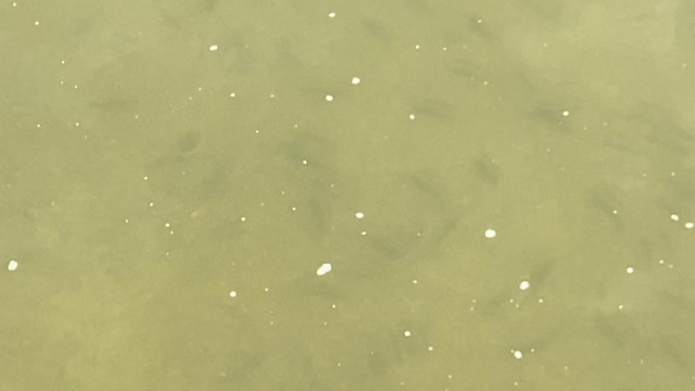 Minnows of the Humber River 46