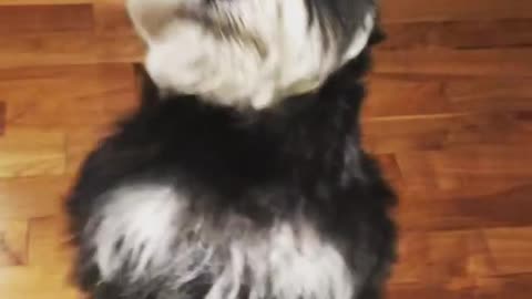 Standing dog 🐕