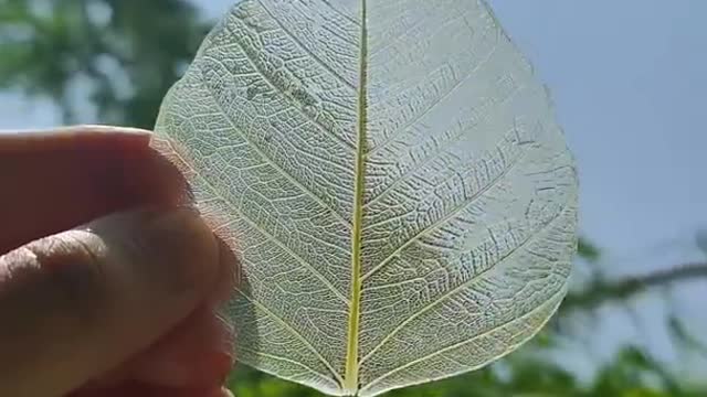 Leaf Diy | Leaf Skeleton | How to use leaf for decoration | Leaf Art