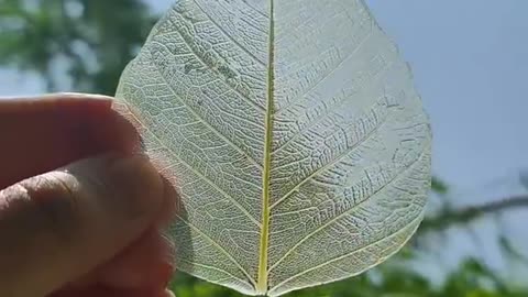 Leaf Diy | Leaf Skeleton | How to use leaf for decoration | Leaf Art