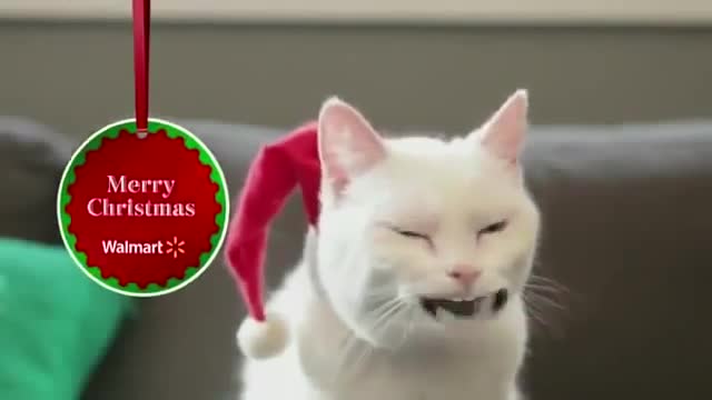 Comedy funny cat