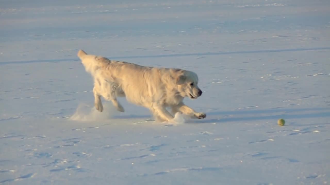 Animals High speeds