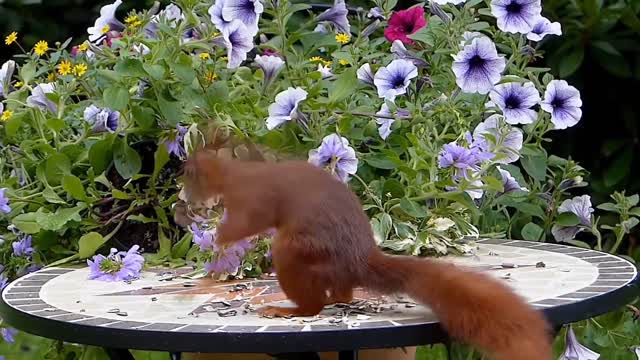 Beautiful beautiful Squirrel video heart calming video