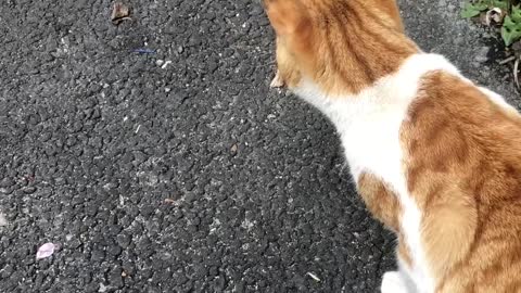 a cat following a person