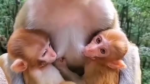 Monkey lover