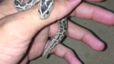 Beautiful and adorable snake in attacking position.