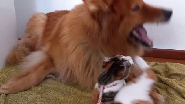 and dog funny video