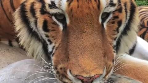 The way a tiger drinks water is pretty cute