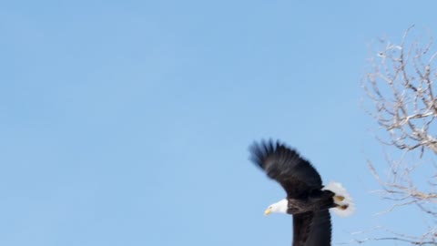 Amazing Shot Of Bald Eagle Taking Flight