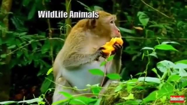 Adorable Monkey Eating Ripe Mango/2021 must watch video