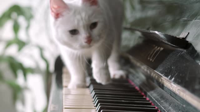 A Cat walking on a piano