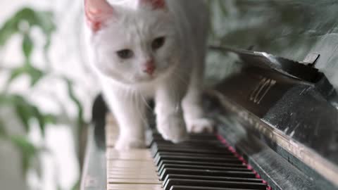 A Cat walking on a piano