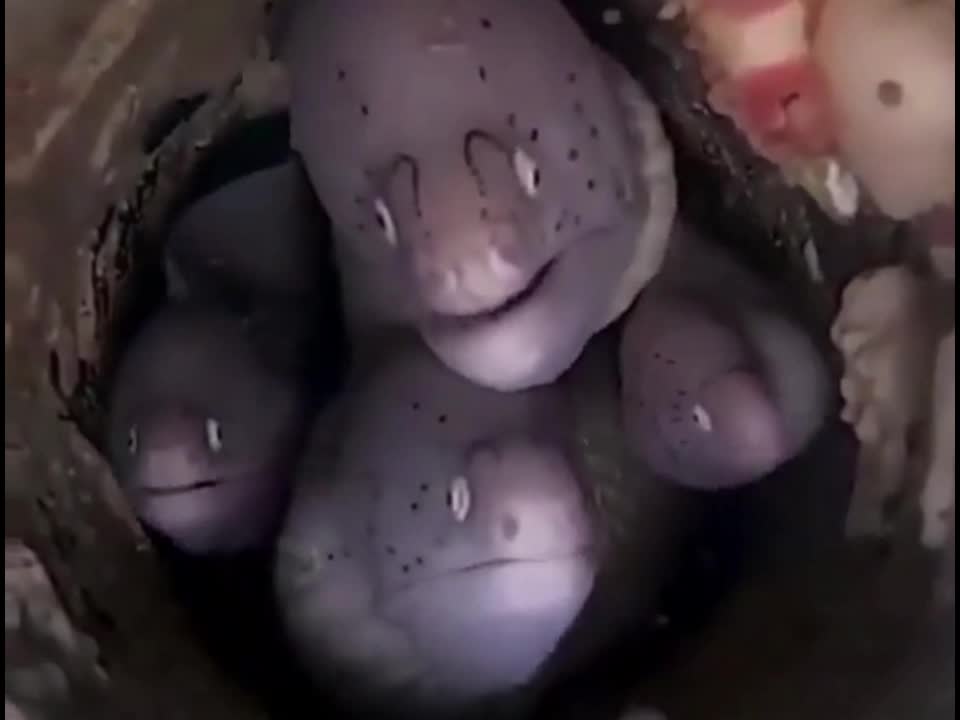 A family of four living in a snail's nest