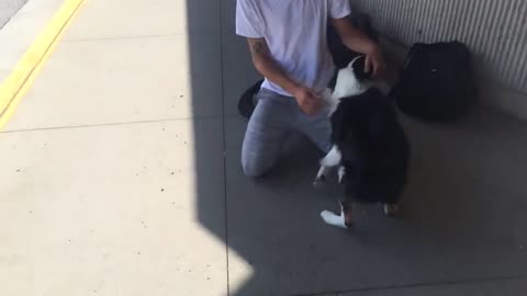 After4 month dog owner meet his real besties
